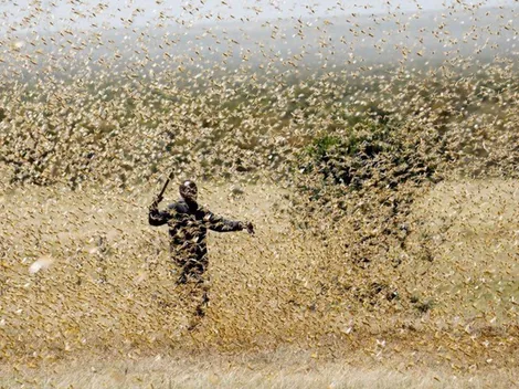 Plaga de langostas azota a África