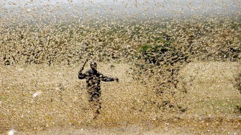 Plaga de langostas azota a África