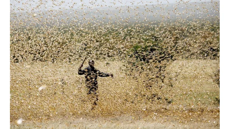 Plaga de langostas azota a África
