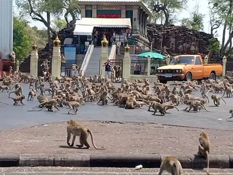 Cientos de monos pelean en las calles de Tailandia por comida