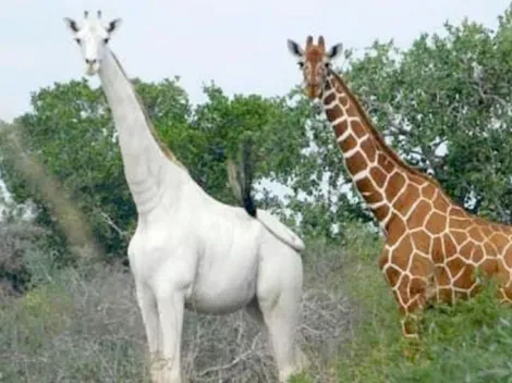 Cazan a una jirafa blanca con su cría y ahora sólo queda una en el mundo