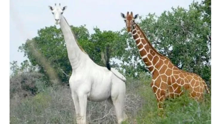 Cazan a una jirafa blanca con su cría y ahora sólo queda una en el mundo