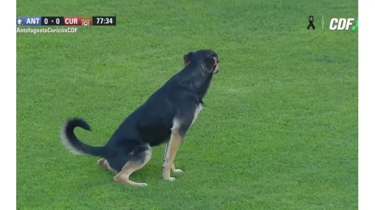 El can en faena.