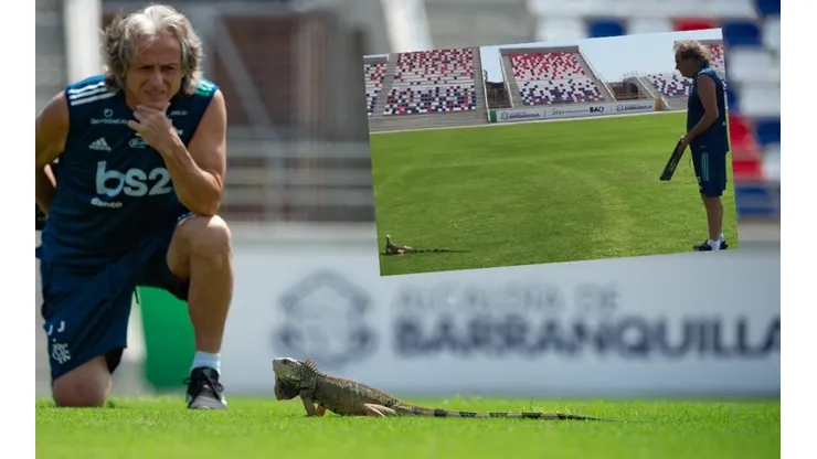 La iguana del Fla.