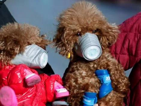 Perro da positivo a Coronavirus y es puesto en cuarentena en Hong Kong