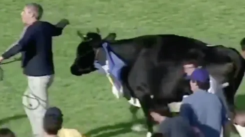 Vacas, patadas y pasto pintado: el hilarante video con que celebran el regreso del fútbol uruguayo