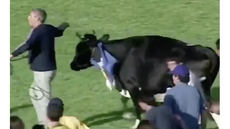 Vacas, patadas y pasto pintado: el hilarante video con que celebran el regreso del fútbol uruguayo