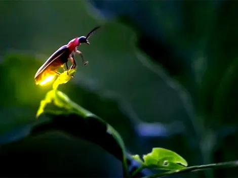 Cambio Climático: Llegó el turno de las luciérnagas