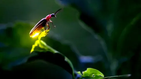 Cambio Climático: Llegó el turno de las luciérnagas