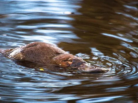 El ornitorrinco está en grave peligro de desaparecer