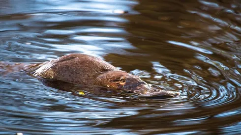 El ornitorrinco está en grave peligro de desaparecer