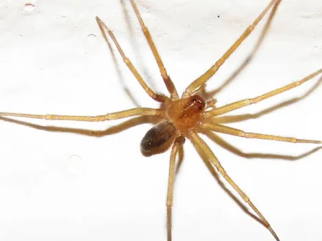 ¿Qué hacer si te muerde una Araña de Rincón?
