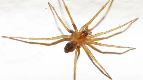 ¿Qué hacer si te muerde una Araña de Rincón?