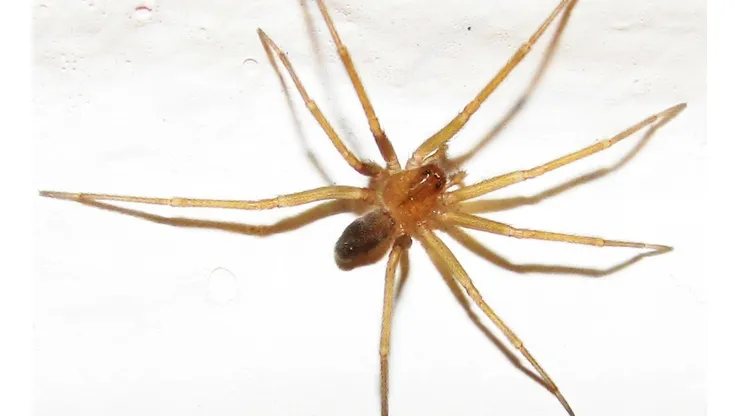 ¿Qué hacer si te muerde una Araña de Rincón?