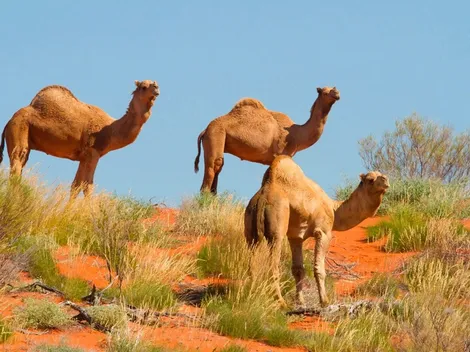 Terrible: francotiradores australianos sacrificaron a 5.000 camellos
