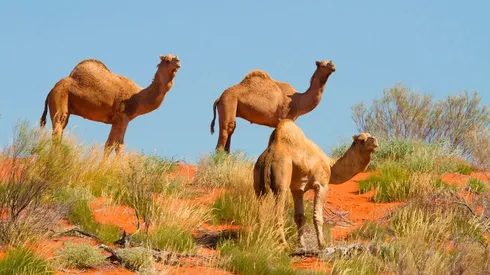 Terrible: francotiradores australianos sacrificaron a 5.000 camellos