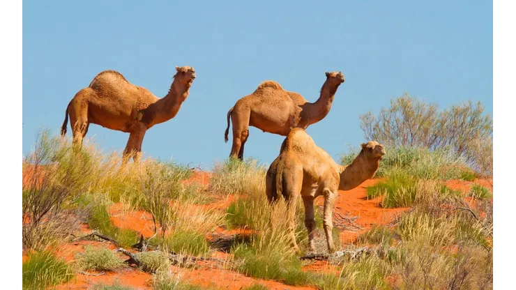 Terrible: francotiradores australianos sacrificaron a 5.000 camellos