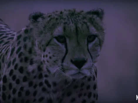 Netflix presenta "La Tierra de noche"