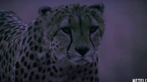 Netflix presenta "La Tierra de noche"