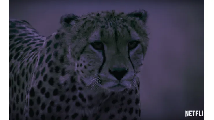 Netflix presenta "La Tierra de noche"