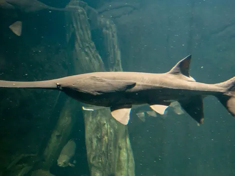 Ya tenemos la primera especie declarada extinta este 2020