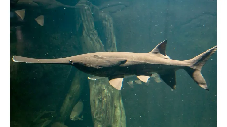 Ya tenemos la primera especie declarada extinta este 2020