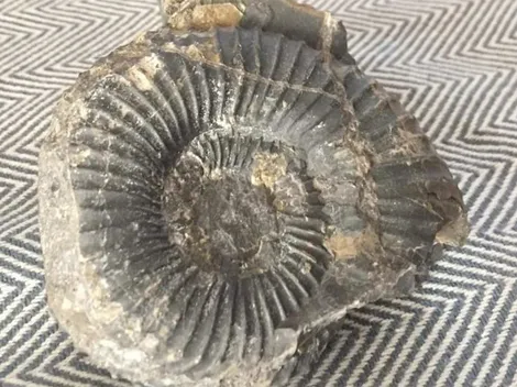 Encuentran fósil de 66 millones de años entre las piedras lanzadas a Carabineros