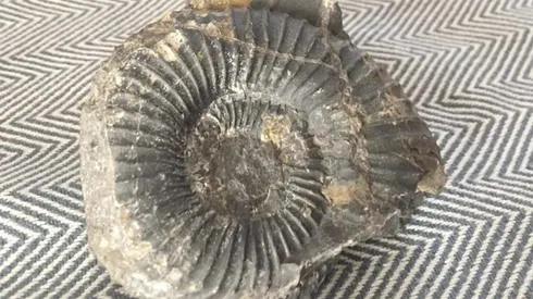 Este es el fósil encontrado.