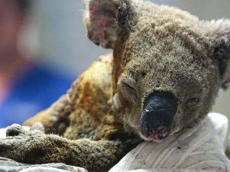 Terrible: Más del 80% del hábitat del koala se ha quemado en los incendios forestales de Australia