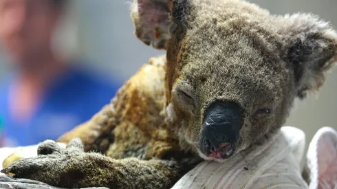 Cientos de koala han tenido que ser atendidos por quemaduras.