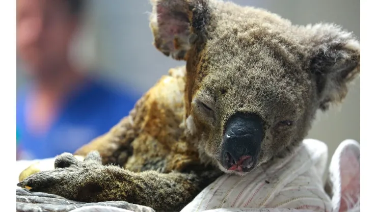 Cientos de koala han tenido que ser atendidos por quemaduras.