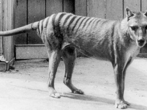 Encuentran vivas tres especies que se consideraban extintas