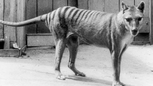 El Tigre de Tasmania llevaba más de 80 años sin ser visto.