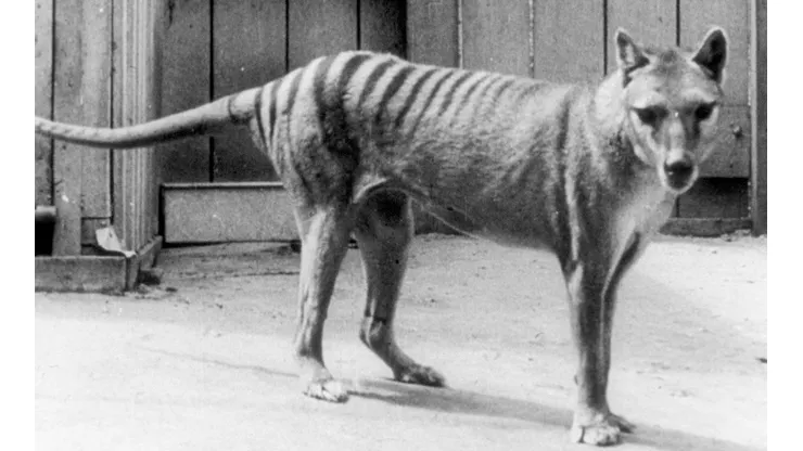 El Tigre de Tasmania llevaba más de 80 años sin ser visto.