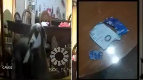 En trocitos quedó la entrada para la Copa Sudamericana después del mordisco del perro