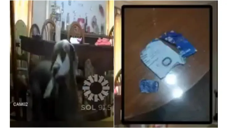 En trocitos quedó la entrada para la Copa Sudamericana después del mordisco del perro