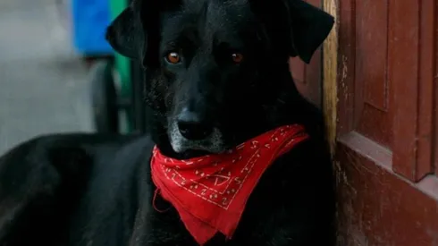 La "peor pesadilla de las fuerzas policiales" se ha transformado en todo un ícono de lucha social.