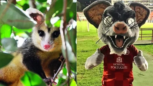 El timbu, objeto de las bromas en Brasil.