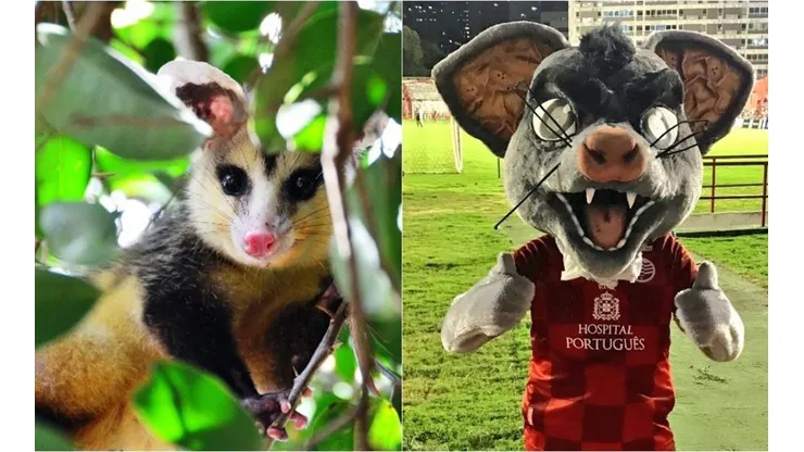 El timbu, objeto de las bromas en Brasil.