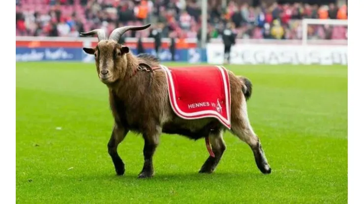 Hennes VIII será reemplazado por Hennes IX