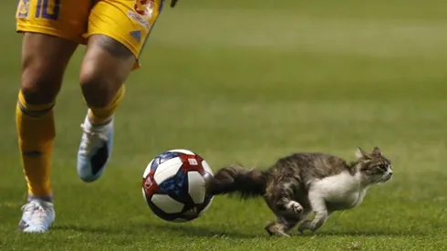 Gignac por poquito no se lleva puesto a este lindo gatito