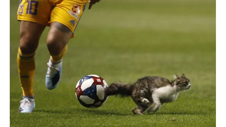 Gignac por poquito no se lleva puesto a este lindo gatito