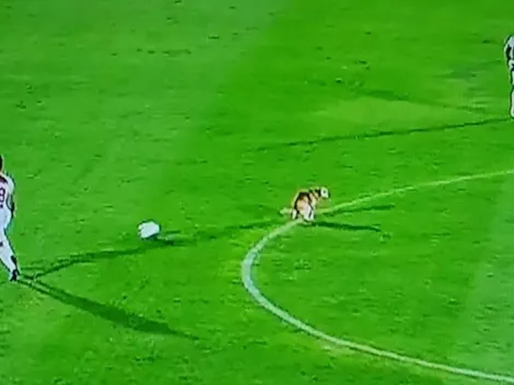 Siempre pasa algo Matías: Perro se hace popó en la cancha, en medio de partido de Junior