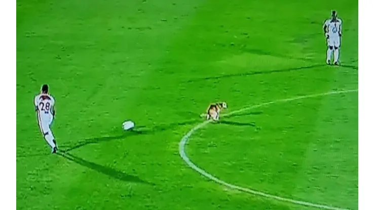 El perro fue la principal atracción del partido en Tunja