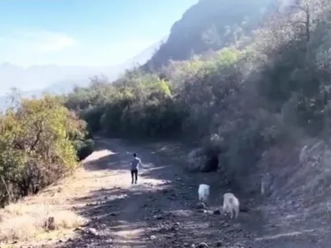 Aperrado: Alexis ya entrena por los cerros junto a Atom y Humber