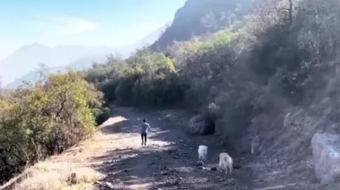 El aperrado entrenamiento de Alexis.