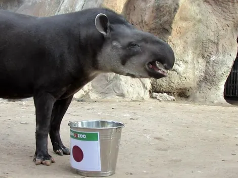 Tapir vidente y chaquetero anticipa triunfo de Japón sobre Chile