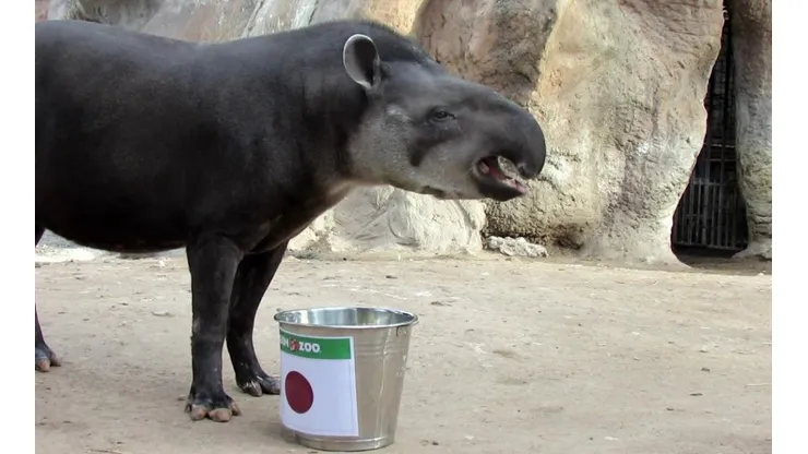 El tapir Manolo asegura que Japón le va a ganar a Chile el lunes