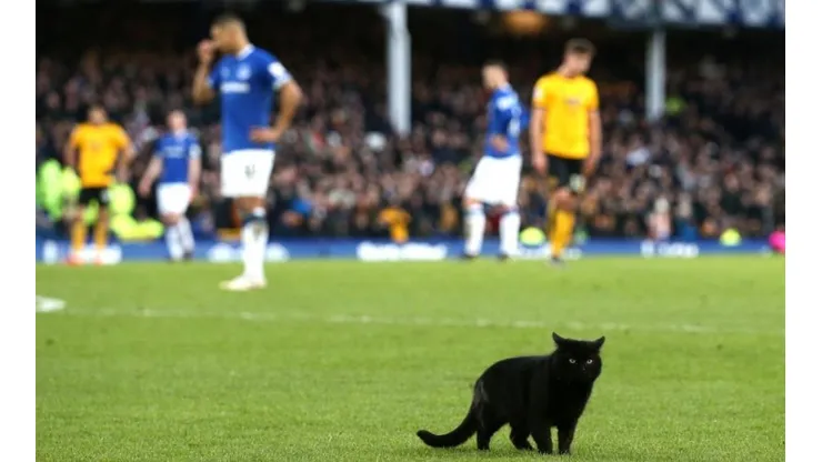 La presencia del pequeño felino hizo temblar a varios aficionados