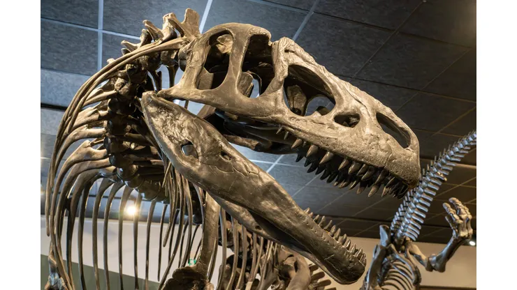 Huellas de dinosaurio diminutas descubiertas en China, un hallazgo único